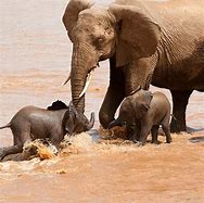 Image result for Baby Elephant Facts