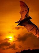 Image result for Bat Wallpaper