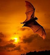 Image result for Bat Wallpaper HD