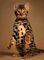 Image result for Bengal Cat Growth Chart