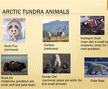 Image result for Tundra Flora