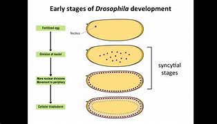 Image result for Development in Drosophila Melanogaster