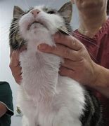 Image result for Cat Thyroid Tumor