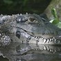 Image result for Biggest Caiman