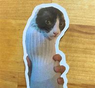 Image result for Cat Burrito Song