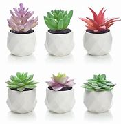 Image result for Succulent Pots