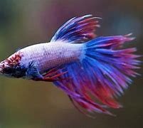 Image result for Purple Betta