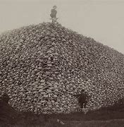 Image result for Bison Skull Stack