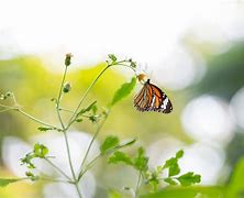 Image result for Butterflies Garden