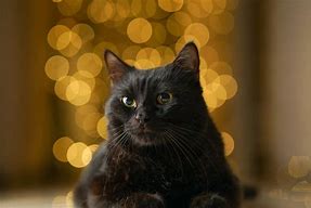 Image result for Black Cat Breeds