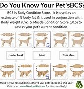 Image result for Dog BCS Chart