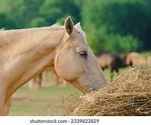 Image result for Majestic Horse Names