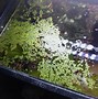 Image result for Duckweed Shake