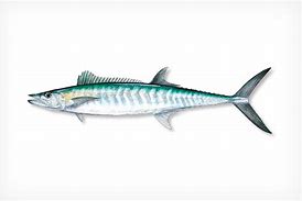 Image result for Florida Mackerel