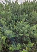 Image result for Flax Leaved Broom