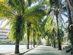 Image result for Tree Tank Under Footpath