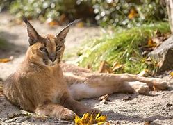 Image result for Caracal and Serval