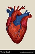 Image result for Picture Drawing Heart Side