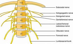 Image result for Ilioinguinal Nerve Block