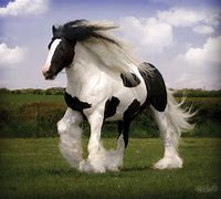 Image result for Most Beautiful Gypsy Horse