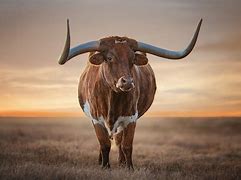 Image result for Bull Horns Wallpaper