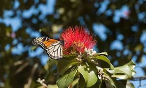 Image result for New Zealand Spring Flowers