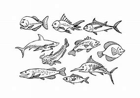 Image result for Fish Images HD Vector