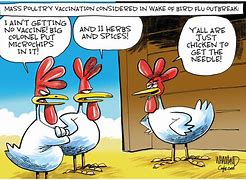 Image result for Bird Flu Cartoons Pics