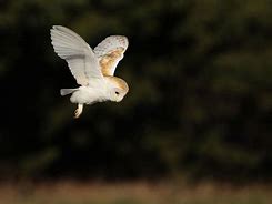 Image result for Kestrel Hovering