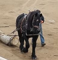 Image result for Draft Horse Logging