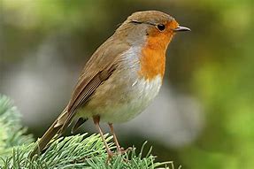 Image result for 10 Most Common British Birds