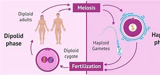 Image result for Haploid Eggs