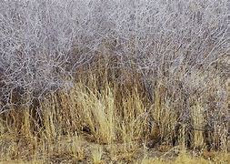 Image result for Grasses of the Mojave Desert