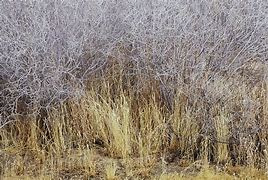 Image result for Mojave Desert Dry Farming