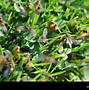 Image result for Flying Ants Swarm