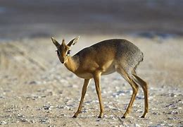 Image result for Kirk's Dik Dik Range