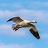 Image result for Snow Goose Decal