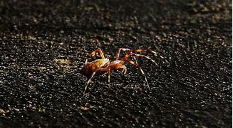 Image result for Folding Trapdoor Spider