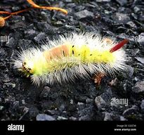 Image result for Rust-Coloured Tussock Caterpillar