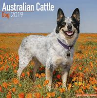 Image result for Cattle Dog Calendar