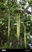 Image result for Mangrove Seed Dispersal