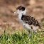 Image result for Masked Lapwing Baby