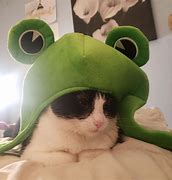 Image result for Cat PFP Cap