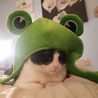 Image result for Green Cat PFP