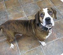 Image result for Basset Hound Cattle Dog Mix