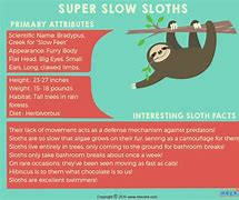 Image result for Sloth Fun Facts