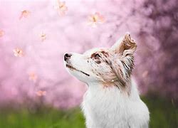 Image result for Spring Pet Wallpaper