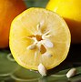 Image result for Lemon Tree with Thorns