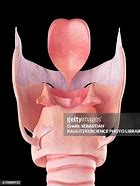 Image result for Larynx Real Image