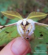 Image result for Silk Moth